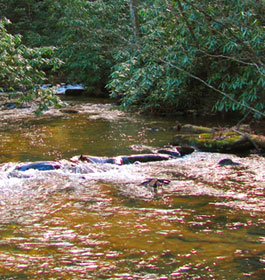 Frank Gross Recreation Area Stream