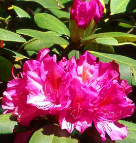 Rhododendron Flowers