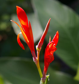 Georgia coast flower