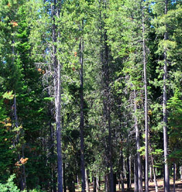 Georgia Forest Trees
