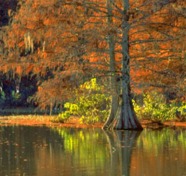Lake and Cypress Trees at Georgia Veterans State Park