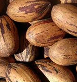 Pecans at Ganas Pecan Farm