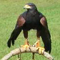 Falcon at George T Bagby State Park