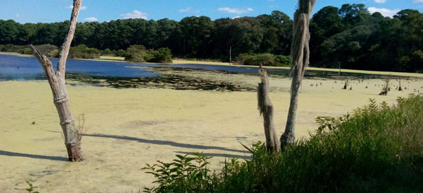 Lake at Harris Neck Wildlife Refuge