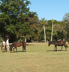 Wild horses at Cumberland Island GA