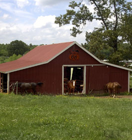 Horses at Barn