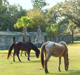 Wild horses at Cumberland Island