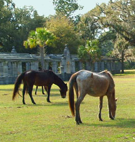 Wild Horses and Historic Ruines at Cumberland Island GA