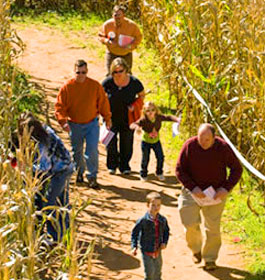 Jaemor's Farm Corn Maze