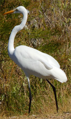 Bird in Jekyll Island