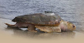 Sea Turtle at Jekyll Island
