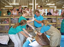 Sea Turtle Center Tour