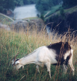 Goat at Lake Lanier