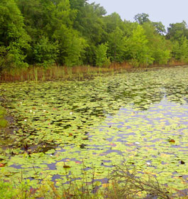 Georgia Lake