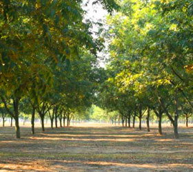 Peach Trees at Lane Packing Company