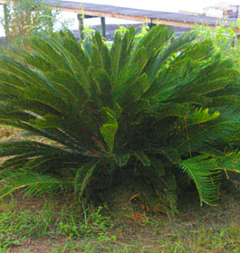 Lush plant at Little Tybee Island