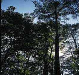 Marshall Forest Trees