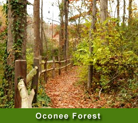 Oconee Forest