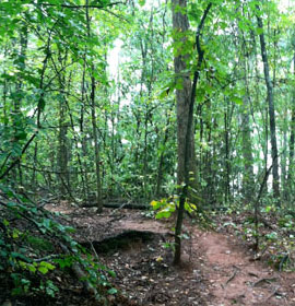 Oconee Forest