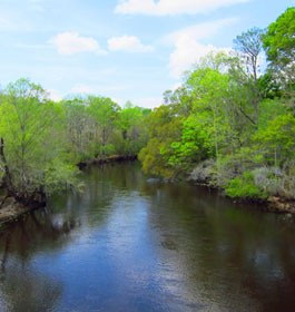 Scenic Ogeechee River