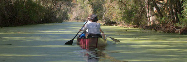 Canoeing at the Okefenokee NWR