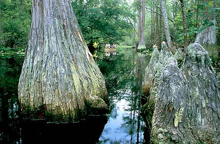 Okefenokee NWR Scenery