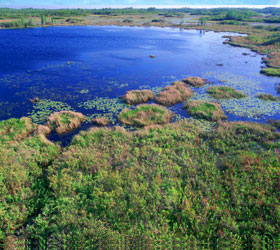 Marsh area at Okefenokee NWR