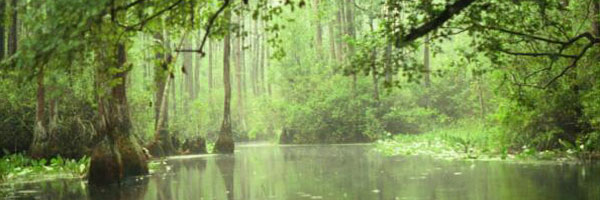 Pretty Okefenokee NWR scenery