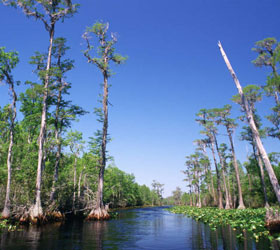 Okefenokee Swamp