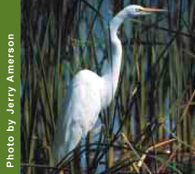 Egret at Piedmont National Wildlife Refuge