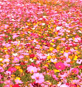 Pink flowers in park field