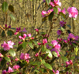 Pink flowers in Georgia