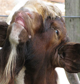 Poppell Farms Baby Goat