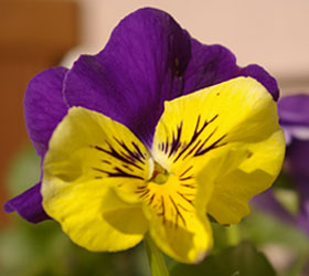 Pretty Pansie Flower