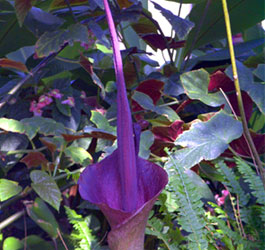 Purple Flower at park