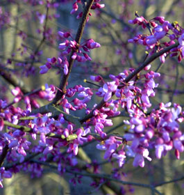 Flowers in park