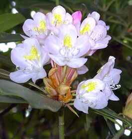 Pretty flowers at park