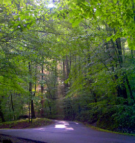 Road at Park in GA