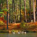 Ducks at lake at F. D. Roosevelt State Park