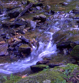 Rushing creek in GA forest