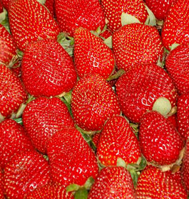 Beautiful Red Strawberries at Rutland farms