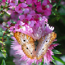 Butterfly at Sacred Heart Cultural Center
