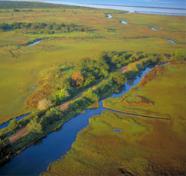 Areal View of Sapelo Island