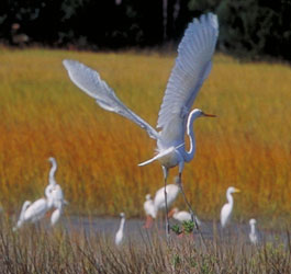 Birds at Sapelo Island
