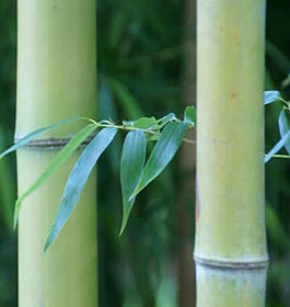 Bamboo Farm in Savannah GA