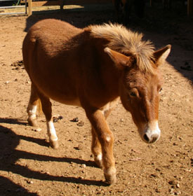 Donkey at Save The Horses