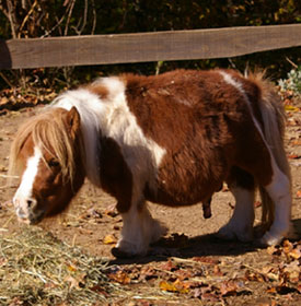 Dwarf horse