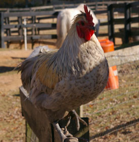 Hen