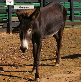 Mule