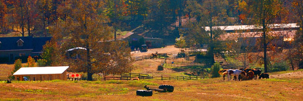 Save The Horses